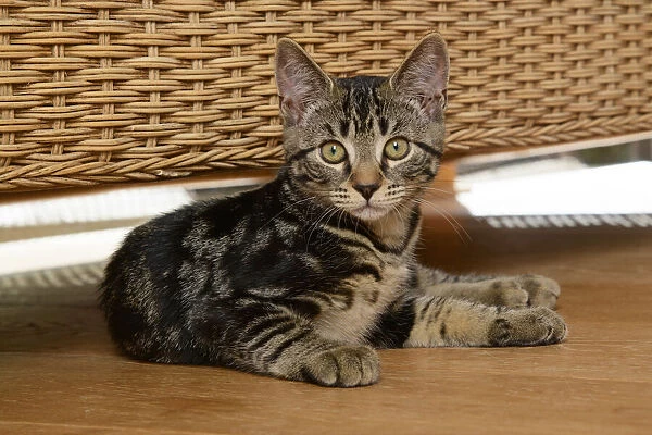 CAT. Tabby kitten, 17 weeks old, laying on the floor under some furniture