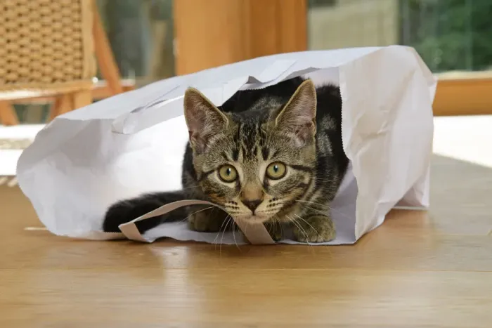 Framed Print : CAT. Tabby kitten 17 weeks old, laying in a paper carrier bag Framed Print : CAT. Tabby kitten 17 weeks old, laying in a paper carrier bag