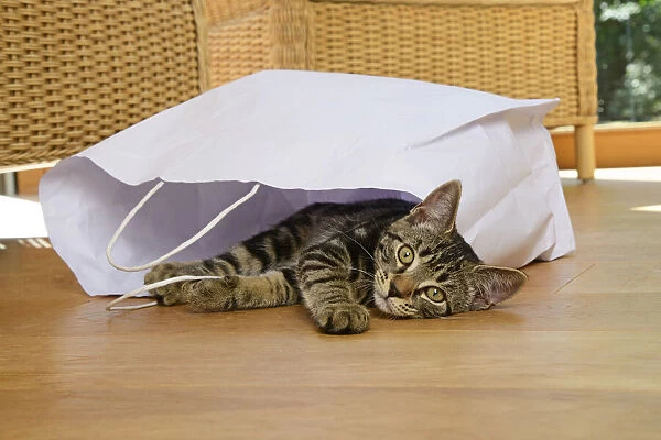 CAT. Tabby kitten 17 weeks old, laying in a paper carrier bag