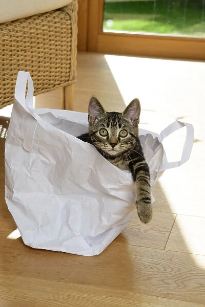 CAT. Tabby kitten 17 weeks old, laying in a paper carrier bag