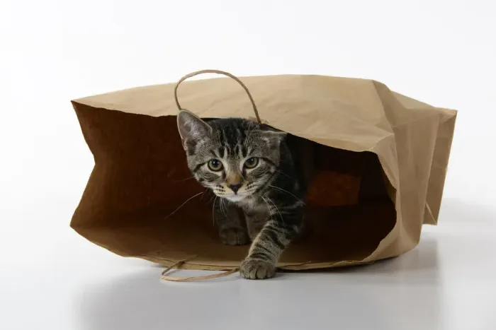 Framed Print : CAT. Tabby kitten 18 weeks old in a brown carrier bag, studio Framed Print : CAT. Tabby kitten 18 weeks old in a brown carrier bag, studio