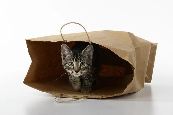 CAT. Tabby kitten 18 weeks old in a brown carrier bag, studio