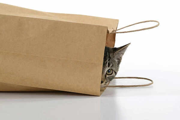 CAT. Tabby kitten 18 weeks old in a brown carrier bag, head & paws out looking out, studio