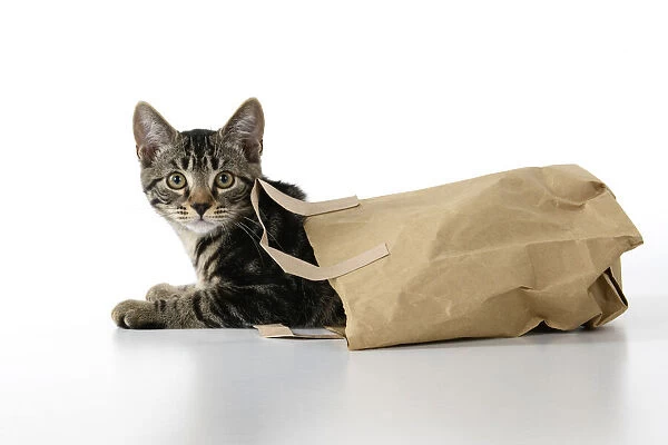 CAT. Tabby kitten 18 weeks old in a brown carrier bag, wearing a bag, does my bum look big in this ?, studio