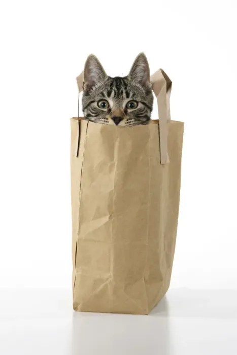 Framed Print : CAT. Tabby kitten 18 weeks old in a brown carrier bag, head out od top, studio Framed Print : CAT. Tabby kitten 18 weeks old in a brown carrier bag, head out od top, studio