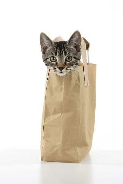 CAT. Tabby kitten 18 weeks old in a brown carrier bag, head out od top, studio