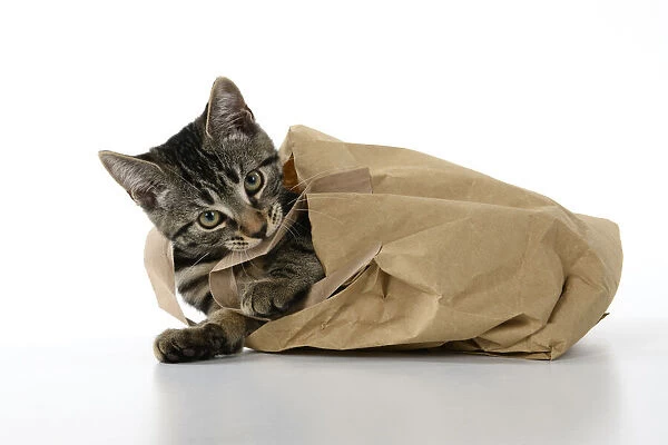 CAT. Tabby kitten 18 weeks old in a brown carrier bag, studio