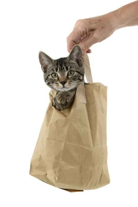 Framed Print : CAT. Tabby kitten 18 weeks old in a brown carrier bag, head & paws out of top, studio Framed Print : CAT. Tabby kitten 18 weeks old in a brown carrier bag, head & paws out of top, studio
