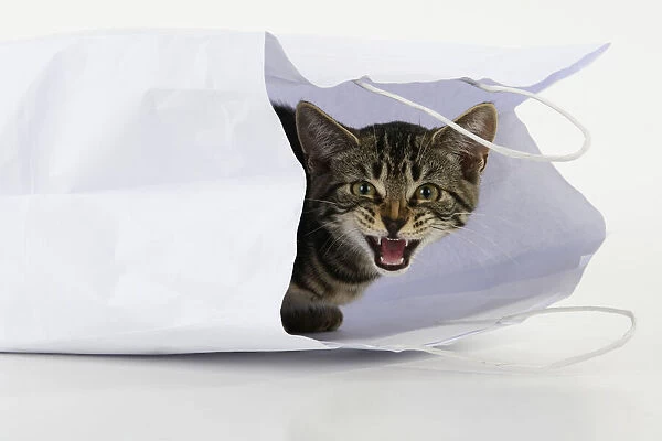 CAT. Tabby kitten 18 weeks old in a white carrier bag, studio