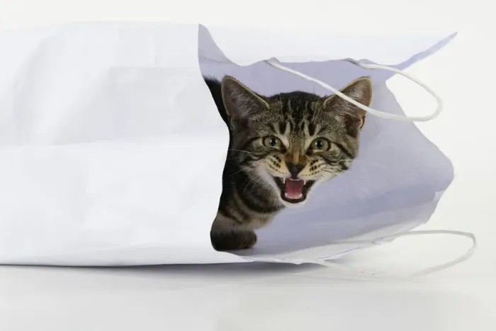Framed Print : CAT. Tabby kitten 18 weeks old in a white carrier bag, studio Framed Print : CAT. Tabby kitten 18 weeks old in a white carrier bag, studio