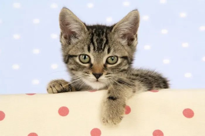 Framed Print : Cat - tabby kitten Framed Print : Cat - tabby kitten