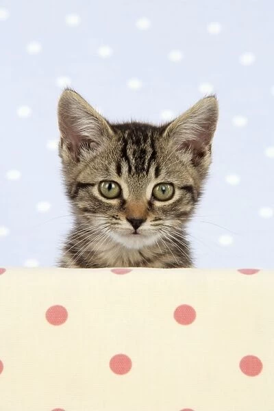 CAT. Tabby kitten