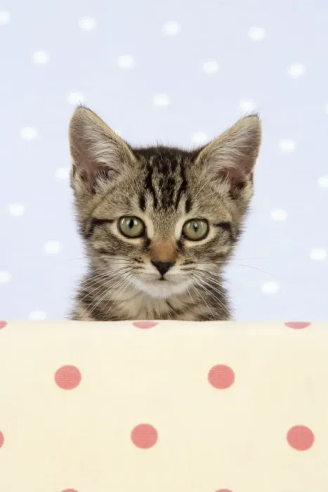 Framed Print : CAT. Tabby kitten Framed Print : CAT. Tabby kitten