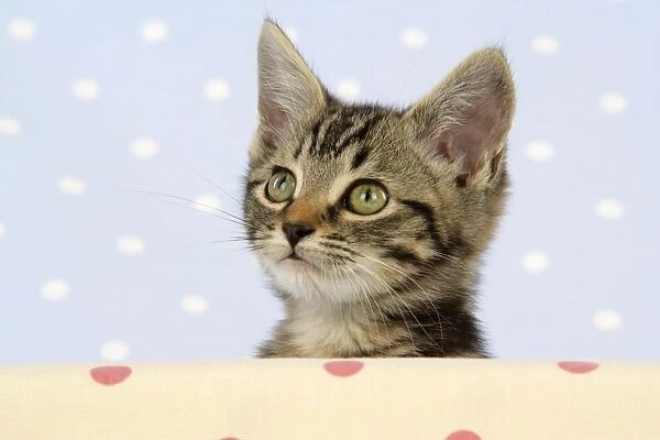CAT. Tabby kitten