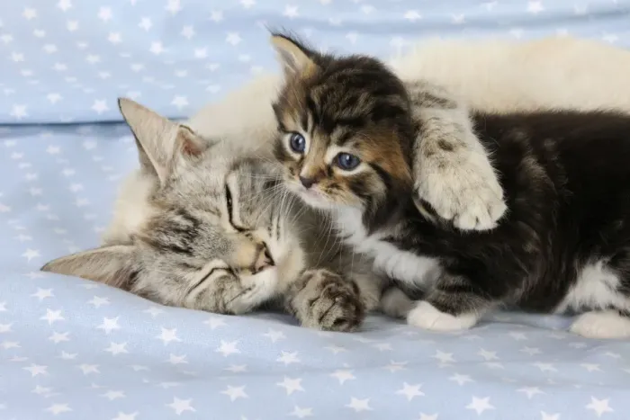 Framed Print : Cat. Tabby Kitten (6 weeks old) with cat on star background