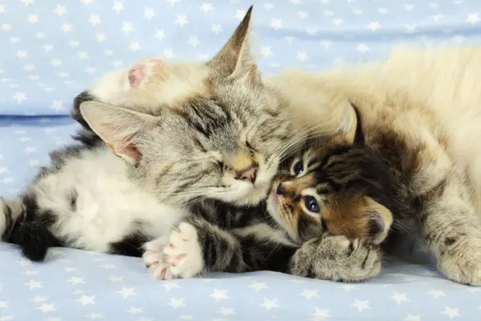 Framed Print : Cat. Tabby Kitten (6 weeks old) laying on mother cat on star background Framed Print : Cat. Tabby Kitten (6 weeks old) laying on mother cat on star background