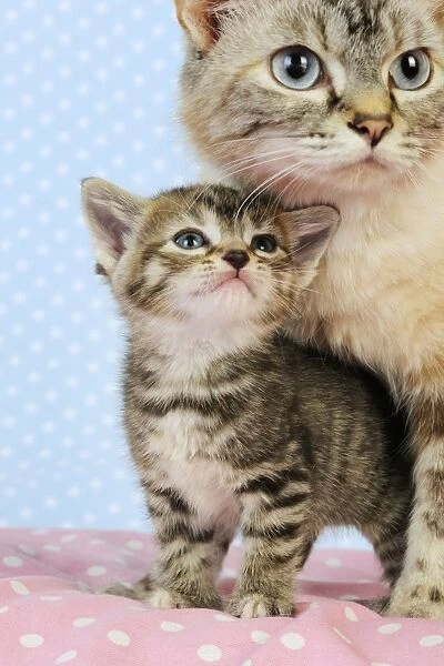 Cat. Tabby Kitten (6 weeks old) in between legs of cat