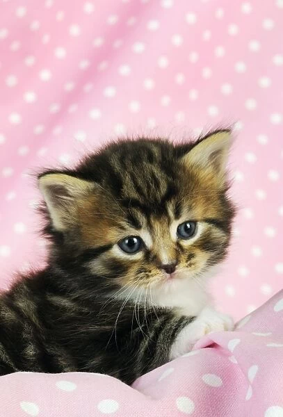 Cat. Tabby Kitten (6 weeks old) on pink background
