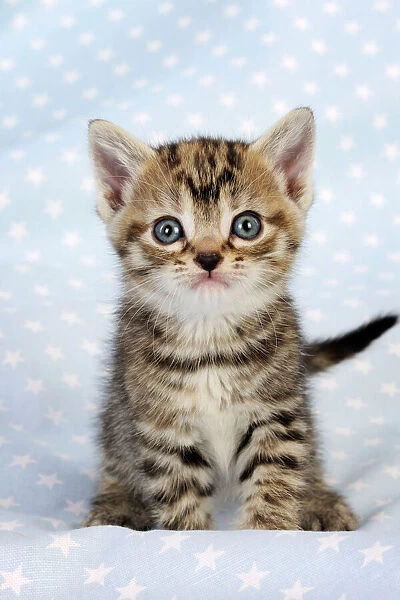 Cat. Tabby Kitten (6 weeks old) on star background