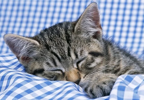 Cat Tabby kitten asleep on gingham