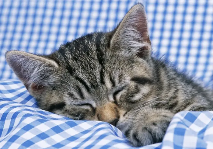 Framed Print : Cat Tabby kitten asleep on gingham Framed Print : Cat Tabby kitten asleep on gingham