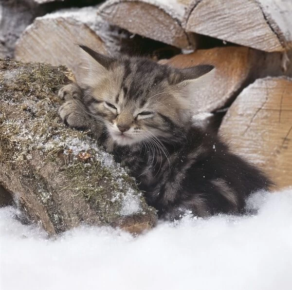 Cat - Tabby kitten asleep on snow covered logs