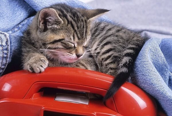 Cat - tabby kitten asleep on telephone