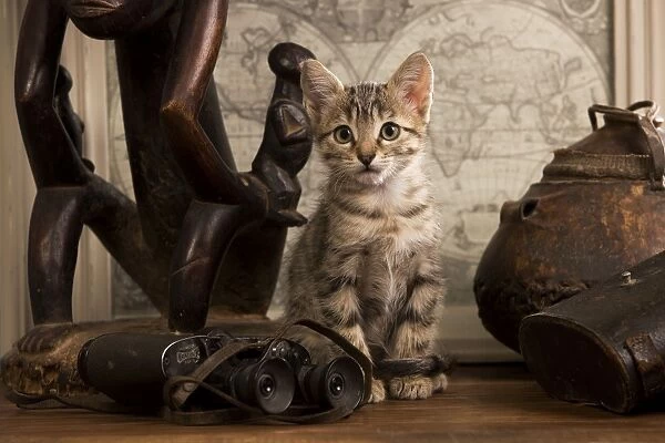 Cat - tabby kitten next to binoculars & ornaments