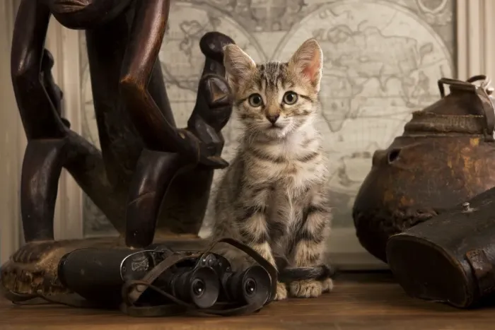 Framed Print : Cat - tabby kitten next to binoculars & ornaments