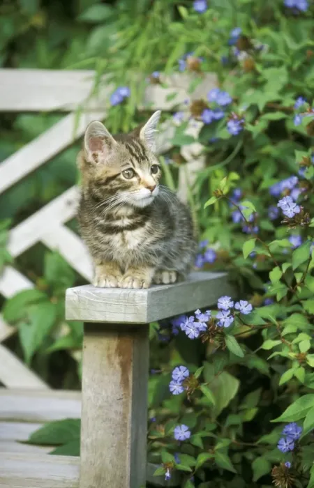 Framed Print : Cat - Tabby Kitten, Blue flowers Framed Print : Cat - Tabby Kitten, Blue flowers