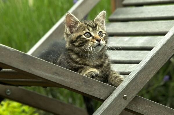 CAT - Tabby Kitten on chair