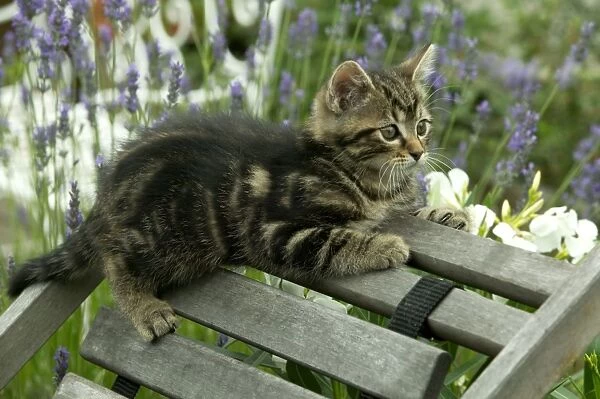 CAT - Tabby Kitten on chair in garden