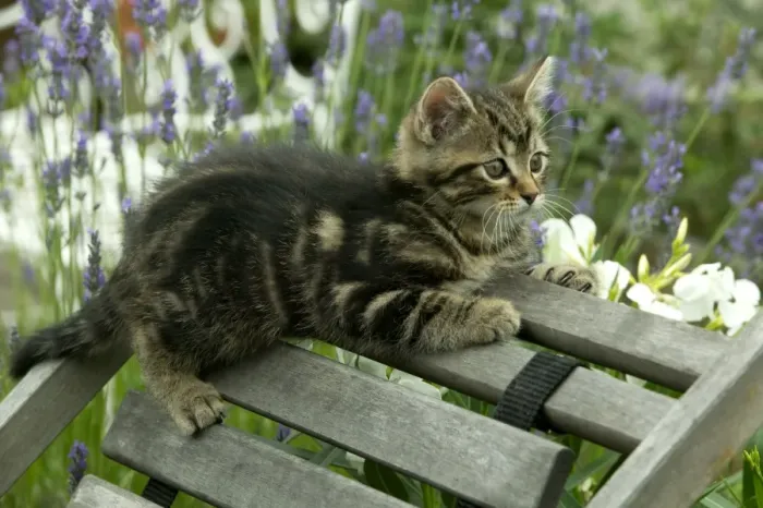 Framed Print : CAT - Tabby Kitten on chair in garden Framed Print : CAT - Tabby Kitten on chair in garden