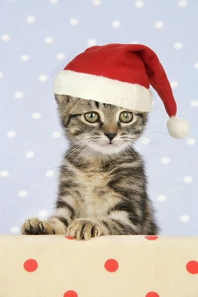 CAT. Tabby kitten - in Christmas hat Digital Manipulation: Hat (JD)