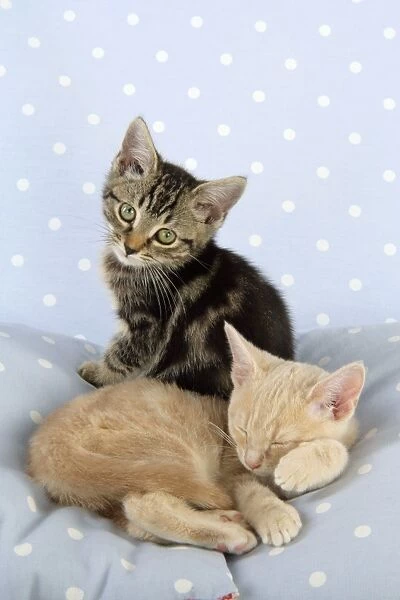 CAT. Tabby kitten with Cream Tabby kitten