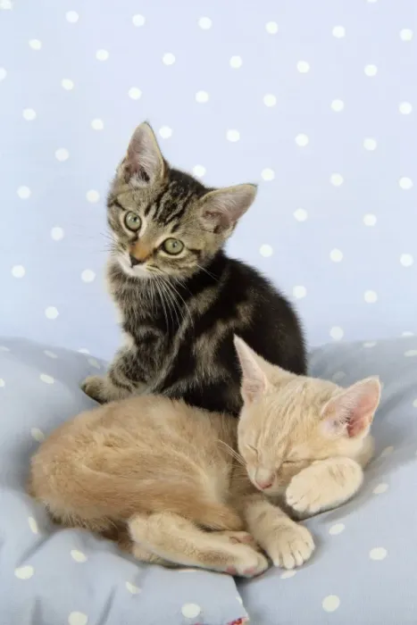 Framed Print : CAT. Tabby kitten with Cream Tabby kitten Framed Print : CAT. Tabby kitten with Cream Tabby kitten