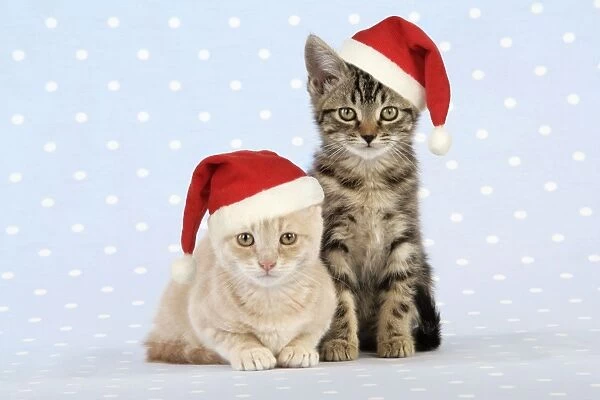 CAT. Tabby kitten with Cream Tabby kitten - in Christmas hats Digital Manipulation: Hats (JD)