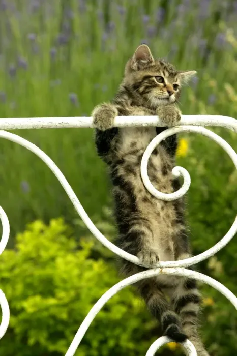 Framed Print : Cat - Tabby kitten hanging onto gate Framed Print : Cat - Tabby kitten hanging onto gate
