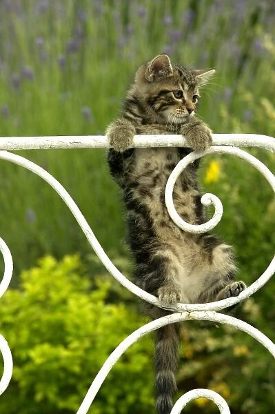 Cat - tabby kitten hanging from gate