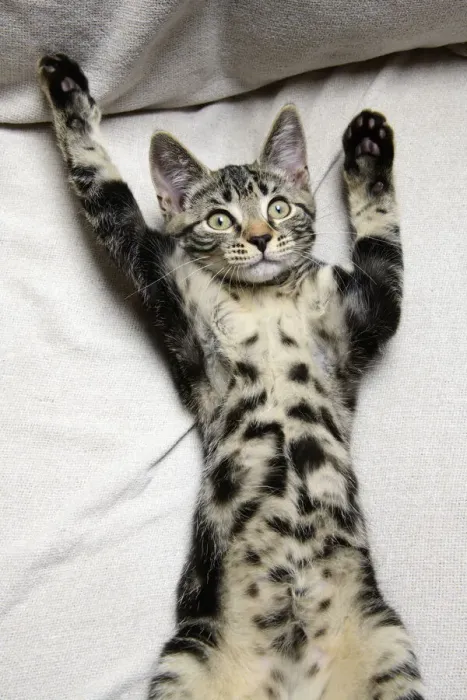 Framed Print : CAT. Tabby kitten laying on its back with paws up Framed Print : CAT. Tabby kitten laying on its back with paws up