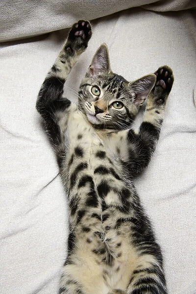 CAT. Tabby kitten laying on its back with paws up