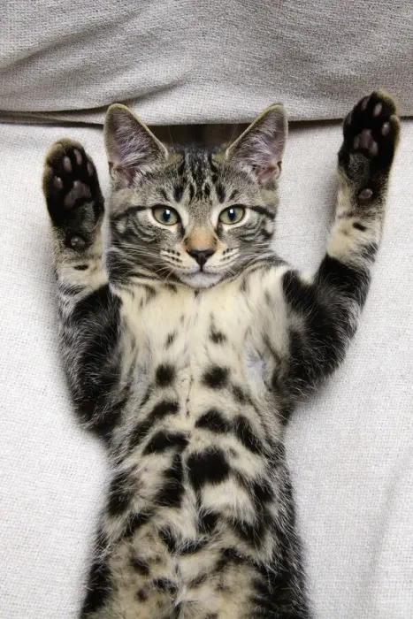 Framed Print : CAT. Tabby kitten laying on its back with paws up Framed Print : CAT. Tabby kitten laying on its back with paws up