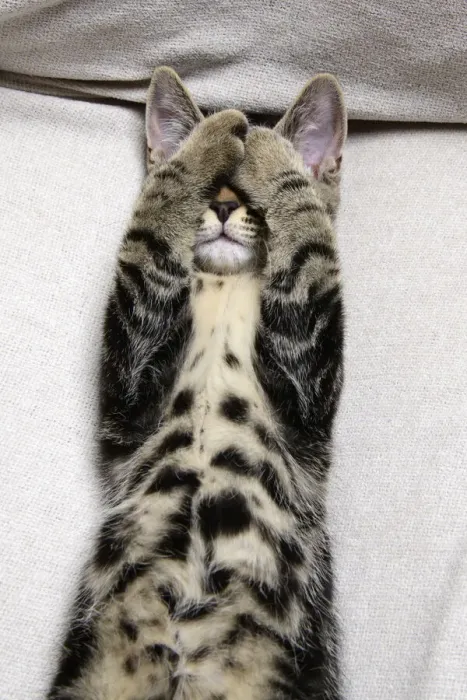 Framed Print : CAT. Tabby kitten laying on its back with paws up hiding its face. covering its eyes Framed Print : CAT. Tabby kitten laying on its back with paws up hiding its face. covering its eyes