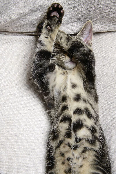 CAT. Tabby kitten laying on its back with paws up hiding its face. covering its eyes