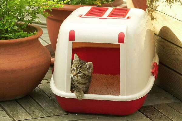 CAT - Tabby Kitten in litter tray