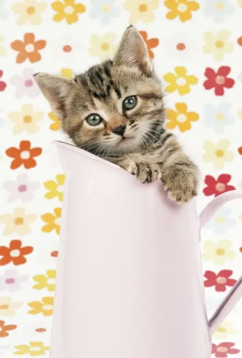 Framed Print : Cat - tabby kitten in pink jug
