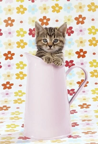 Cat - tabby kitten in pink jug