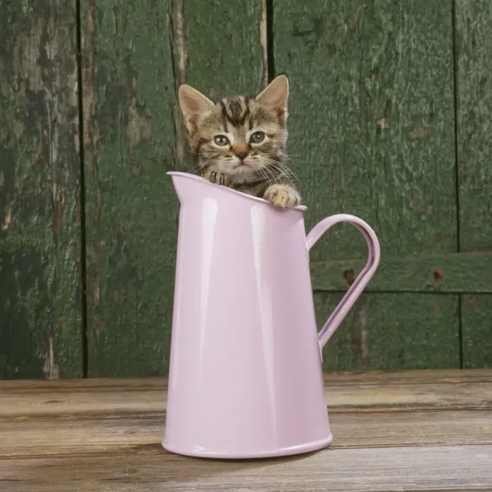 Framed Print : Cat - Tabby kitten in pink jug Framed Print : Cat - Tabby kitten in pink jug