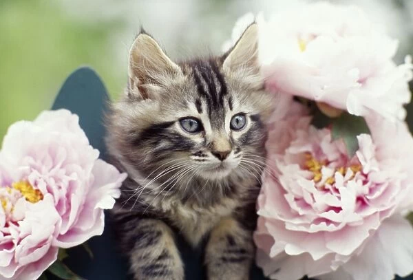 Cat - Tabby kitten in pink peonies