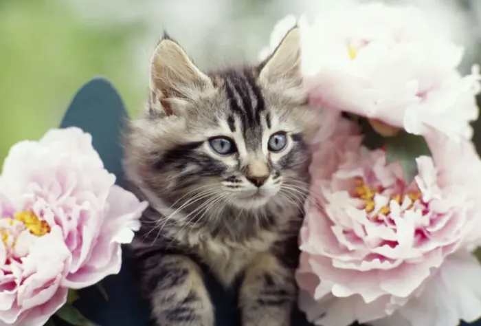 Framed Print : Cat - Tabby kitten in pink peonies Framed Print : Cat - Tabby kitten in pink peonies